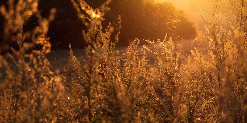 艺术品拍卖47:解码艺术投资新趋势与古董鉴定之道